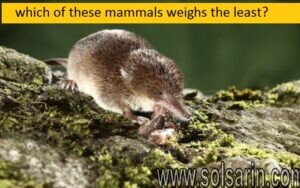 which of these mammals weighs the least?