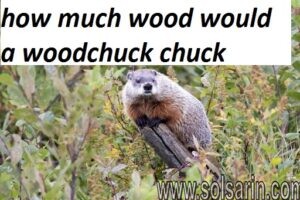 how much wood would a woodchuck chuck
