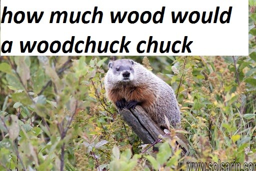how much wood would a woodchuck chuck