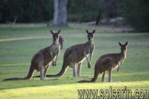 what are the four species of kangaroo?