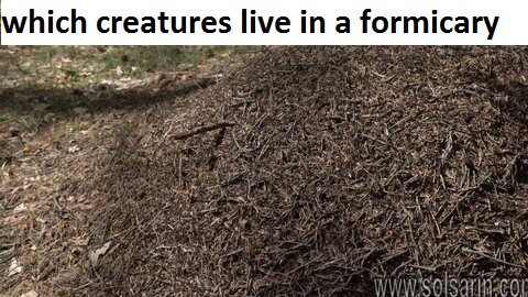 which creatures live in a formicary
