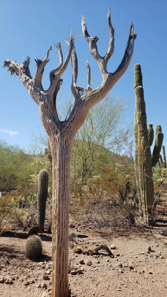 saguaro cactus skeleton illegal