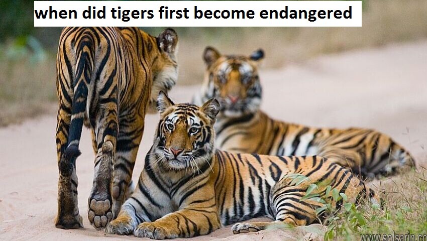 when did tigers first become endangered