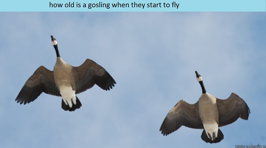 how old is a gosling when they start to fly