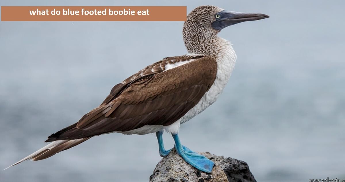 what do blue footed boobie eat