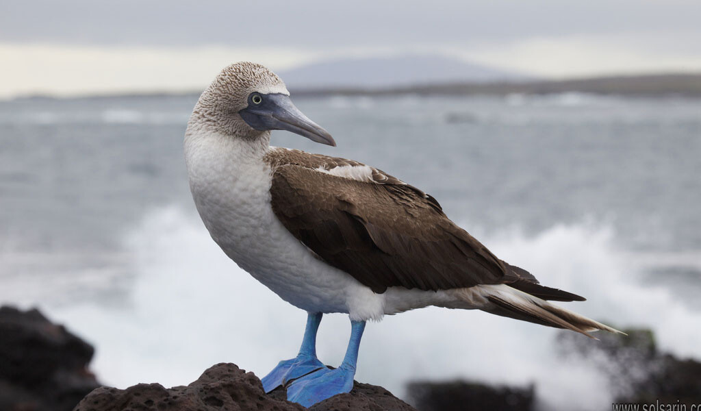 what do blue footed boobie eat