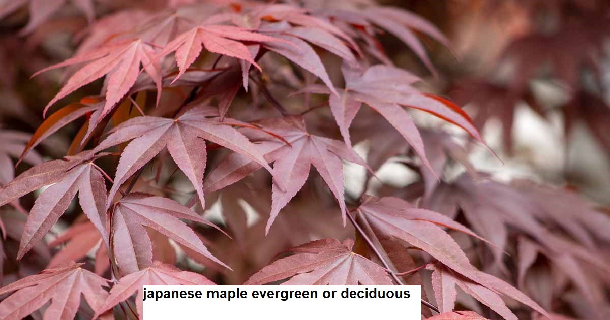 japanese maple evergreen or deciduous