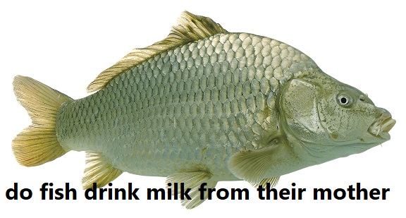 do fish drink milk from their mother