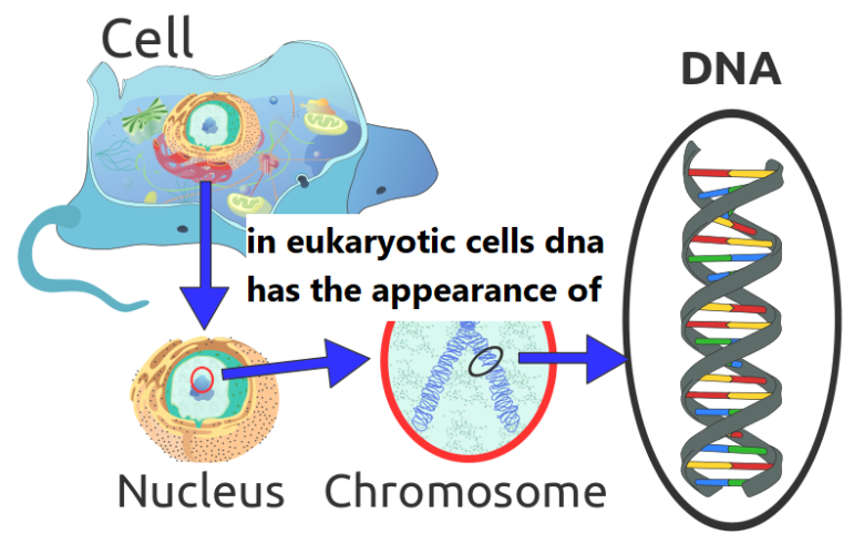 in eukaryotic cells dna has the appearance of a