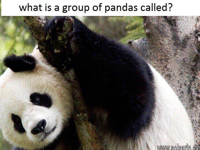 what is a group of pandas called?