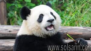 what is a group of pandas called?