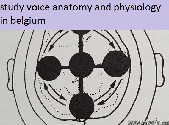 study voice anatomy and physiology in belgium