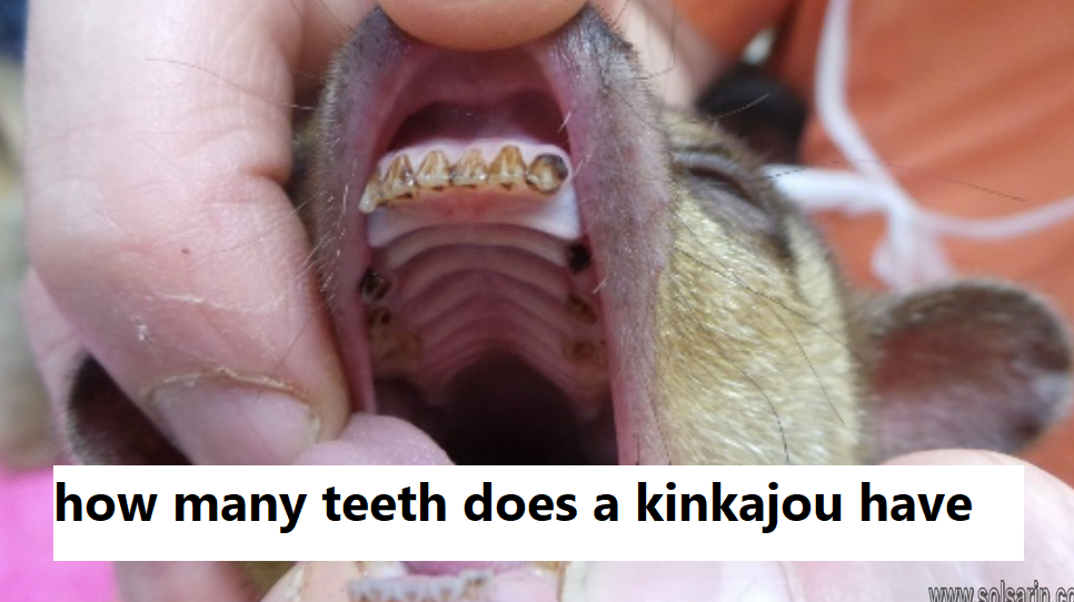 how many teeth does a kinkajou have