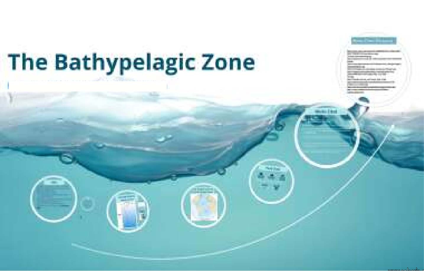 what is the bathypelagic zone?