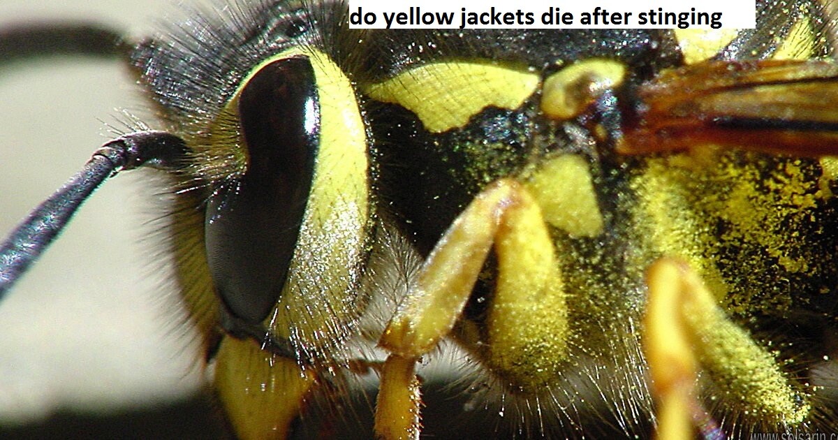 do yellow jackets die after stinging
