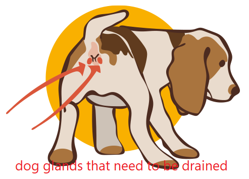 dog glands that need to be drained