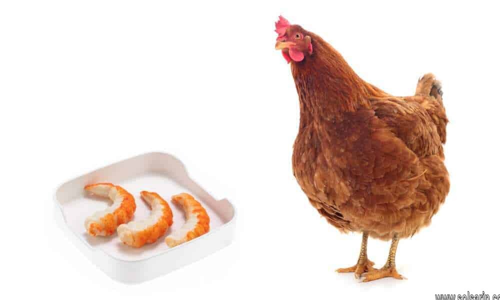 can chickens eat shrimp shells