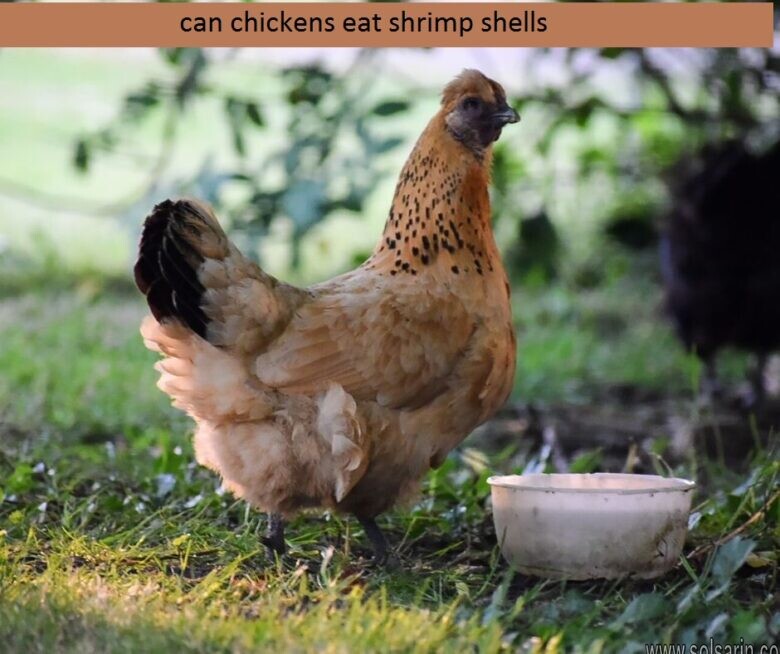 can chickens eat shrimp shells