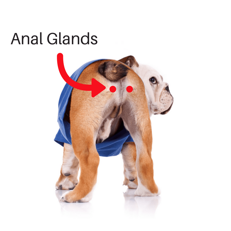 dog glands that need to be drained