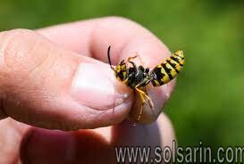 do yellow jackets die after stinging