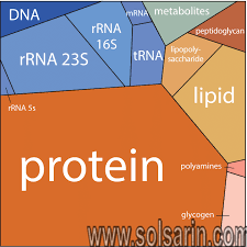 what do dna proteins and fats have in common?
