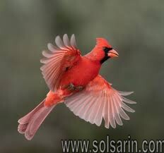 do cardinals migrate in winter