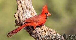 do cardinals migrate in winter
