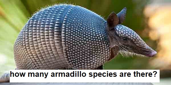 how many armadillo species are there?