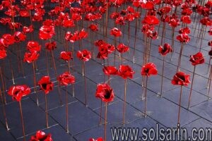what flower is the symbol of memorial day?