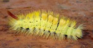 american dagger moth caterpillar poisonous