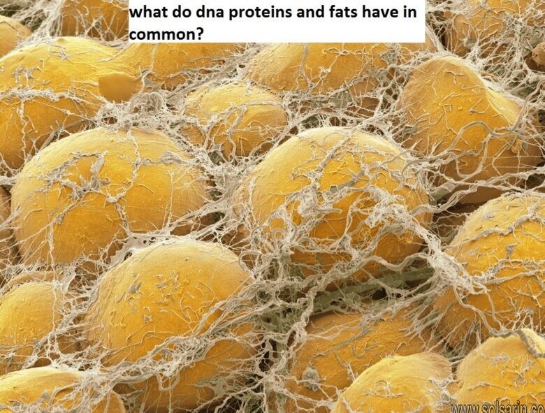 what do dna proteins and fats have in common?