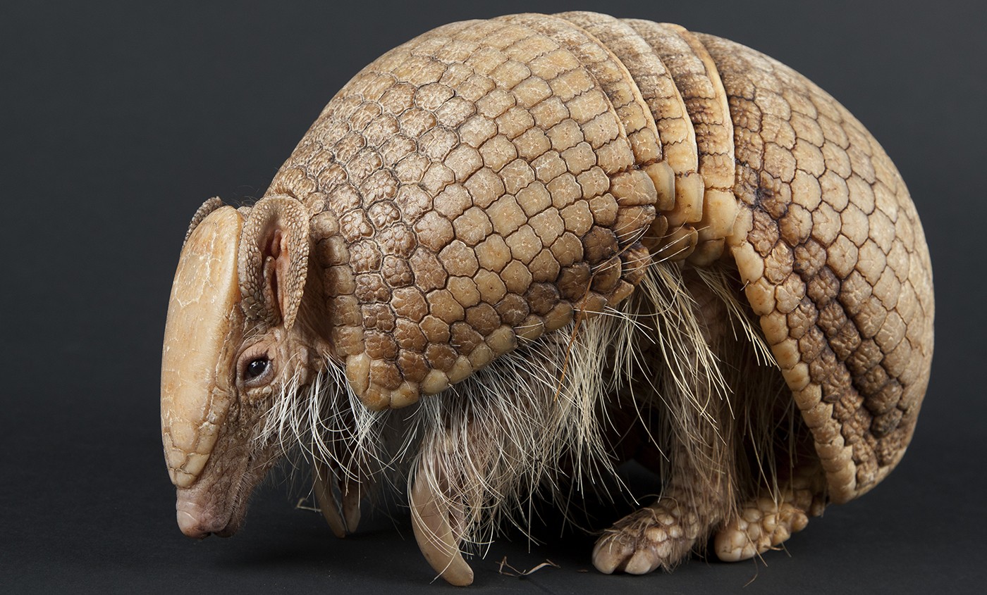 how many armadillo species are there?