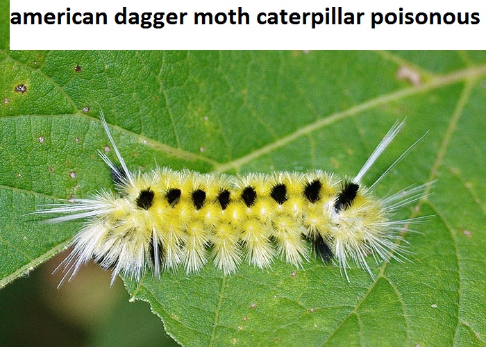 american dagger moth caterpillar poisonous