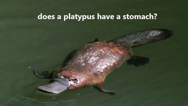 does a platypus have a stomach?