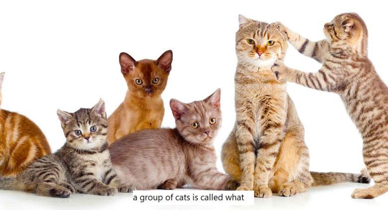 a group of cats is called what