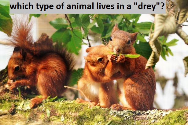 which type of animal lives in a "drey"?