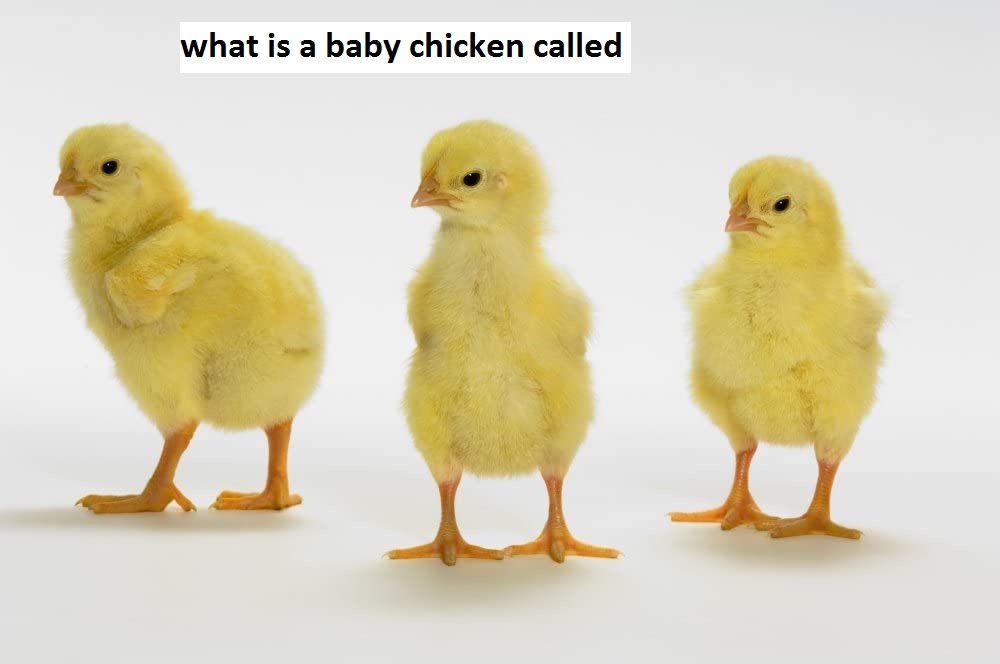 what is a baby chicken called
