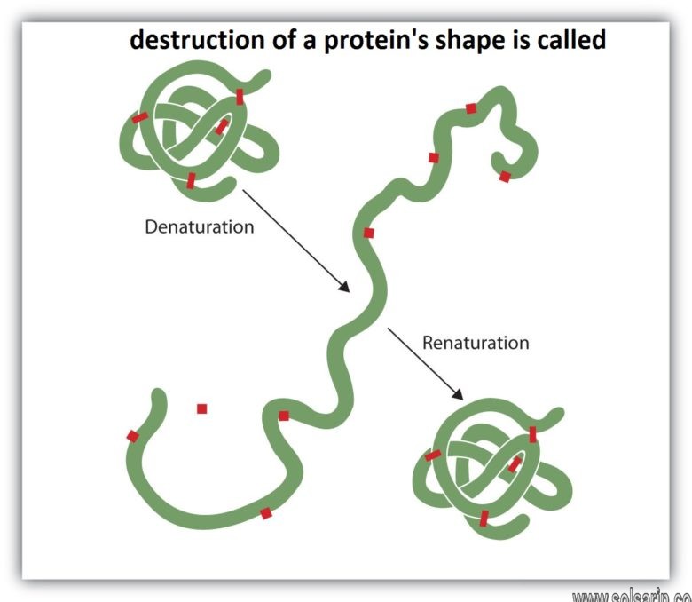 destruction of a protein's shape is called