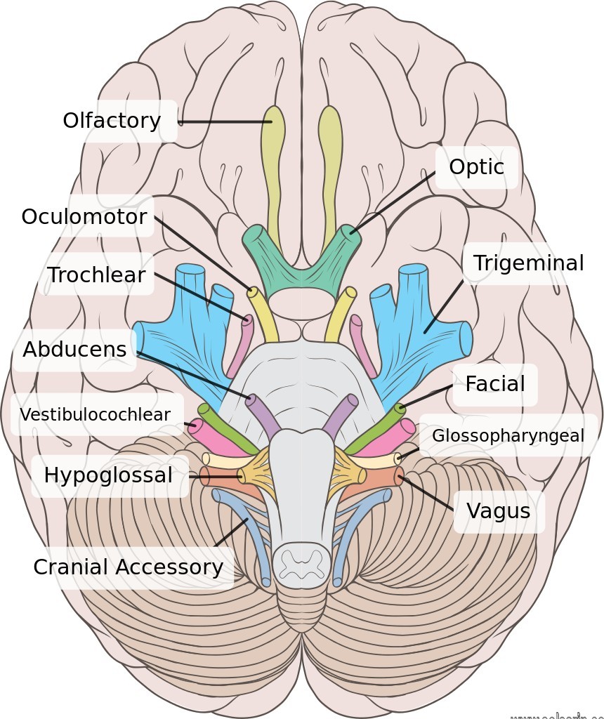 longest cranial nerve in human body