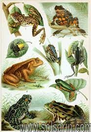 how many years have frogs existed