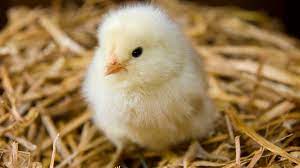 what is a baby chicken called