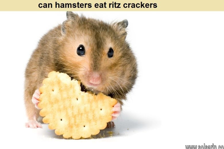 can hamsters eat ritz crackers