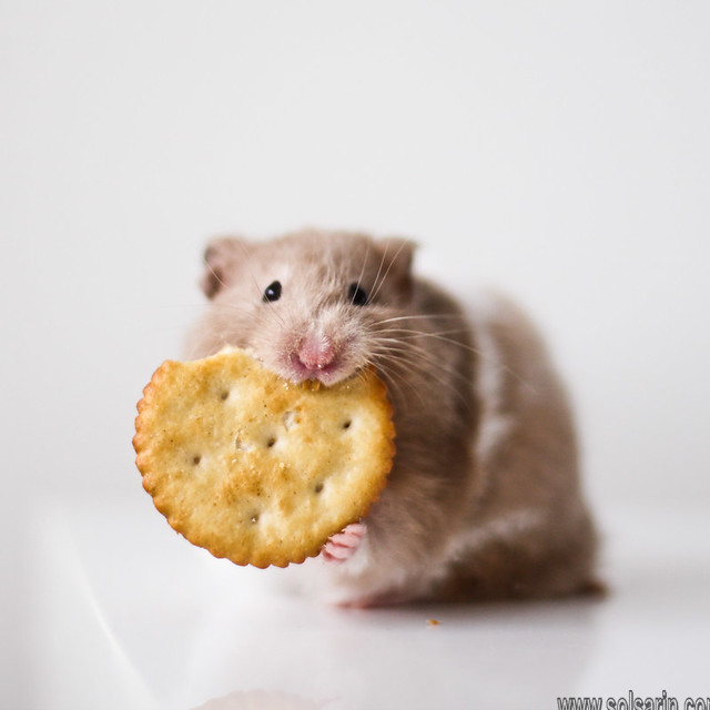 can hamsters eat ritz crackers