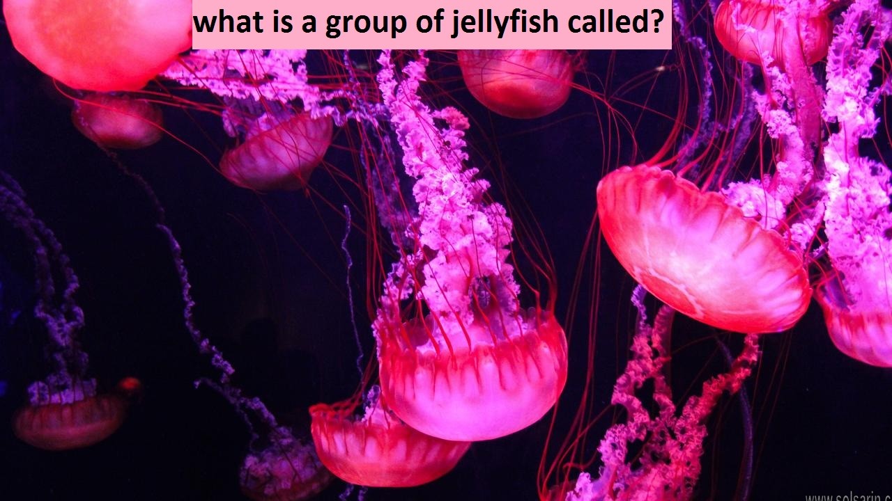 what is a group of jellyfish called?