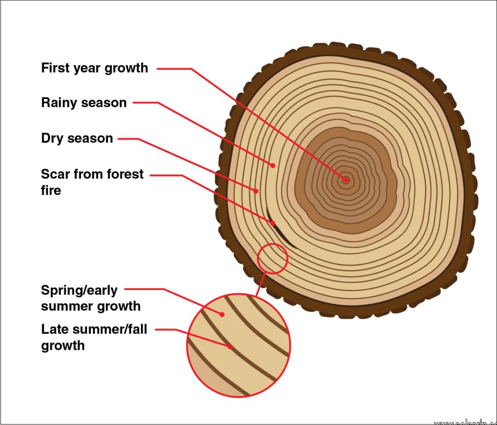 the study and dating of tree rings is called?