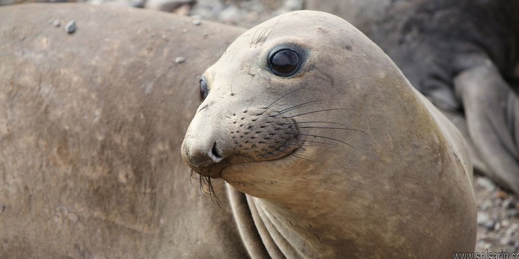 what is a baby elephant seal called
