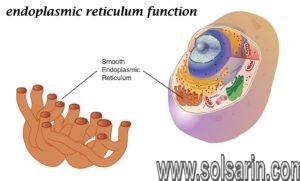 endoplasmic reticulum function