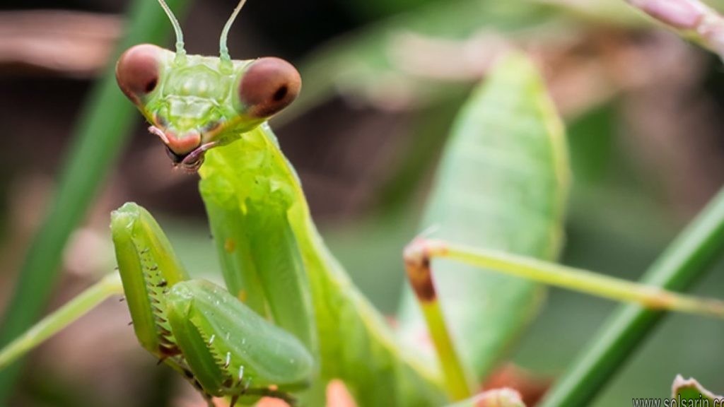 can a praying mantis bite humans