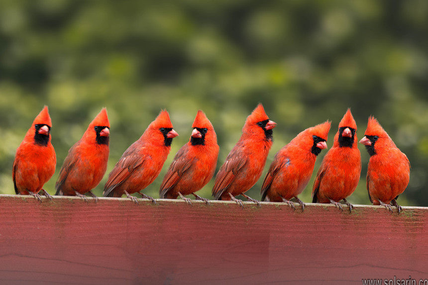 do cardinals migrate south in winter
