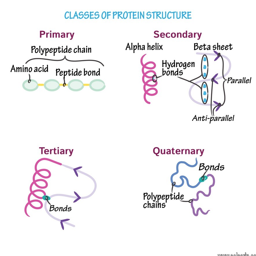tertiary structure is not directly dependent on Peptide bonds